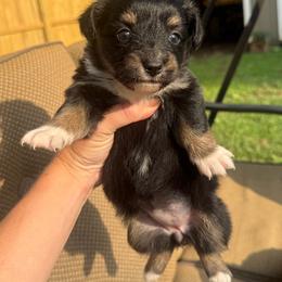 Jazzy - Black tri female Toy Australian Shepherd puppy in Puryear, Tennessee from A&W Toy Aussies