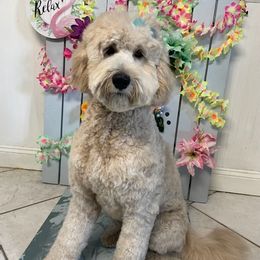 Goldendoodles from Rainbow Doodle