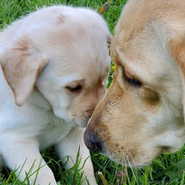 Labrador Retrievers from LuLu Ridge Pups