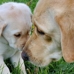 Labrador Retrievers from LuLu Ridge Pups