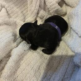 Baby girl purple - Black and gold female Shorkie puppy in Chipley, Florida from Relentless Homestead
