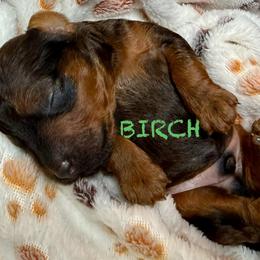 BIRCH - Sable male Poodle puppy in Peyton, Colorado from Fuzzybottoms Ranch LLC