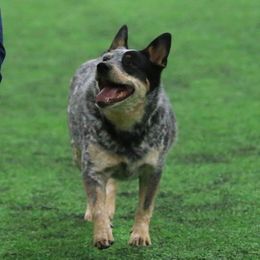 Australian Cattle Dog and French Bulldog Puppies from Sugarloaf French bulldogs and Australian cattle dogs