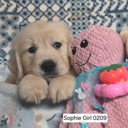 Sophie Girl 5 - Light golden female Golden Retriever puppy in Niles, Michigan from Composer Goldens