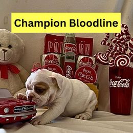 Snowflake - White female Bulldog puppy in Tremonton, Utah from Snuggle Pups