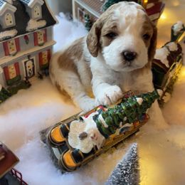 Cavapoo Puppies from Cavapoos of NorCal