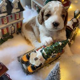 Cavapoo Puppies from Cavapoos of NorCal