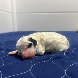 Frost - Parti male Poodle puppy in Quitman, Mississippi from P&D Palace