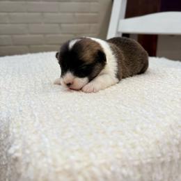 Scrunchie - Red female Pembroke Welsh Corgi puppy in Payson, Utah from Spring Creek Aussies + Corgis