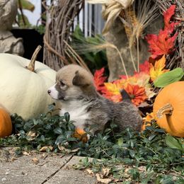 Pembroke Welsh Corgi Puppies from A&A’s Adorable Corgis