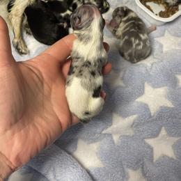 Pixel - Blue merle male Pomeranian puppy in Franklin, North Carolina from A&J Cutie Pawtooties