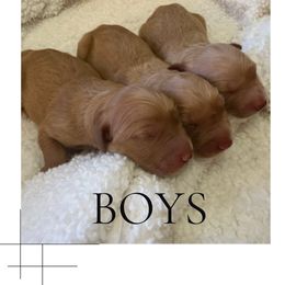 Boy 1 - Dark golden male Golden Retriever puppy in Murrieta, California from Golden Haven