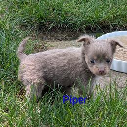 Piper - Blue and white male Chihuahua puppy in Cornwall, Pennsylvania from Goodlen Pups