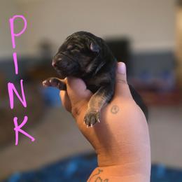 Pink - Black and tan female German Shepherd puppy in Sebring, Florida from Blackwater K9