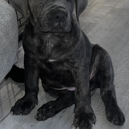 Cane Corso Puppies from Elite Legacy Corsos