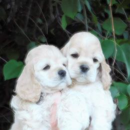 Cocker Spaniel Puppies from Doc's Cockers