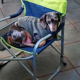 Confetti - Dachshund