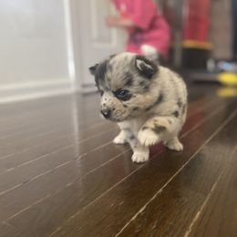 Pomsky Puppies from The Pomsky‘s Palace