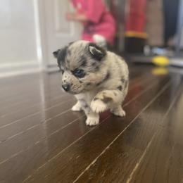Pomsky Puppies from The Pomsky‘s Palace