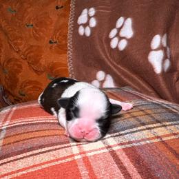 Max - Tricolor male Shih Tzu puppy in Phoenix, Arizona from Spoiled ShihTzu LLC