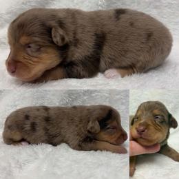 Red Merle male - Red merle male Toy Australian Shepherd puppy in Brooker, Florida from Honey, I Shrunk the Aussies