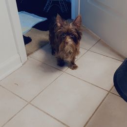 Louie - Yorkshire Terrier