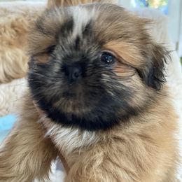 Pumpkin - Black gold and white male Shih Tzu puppy in Napa, California from Once in a Lifetime Shih Tzu