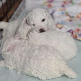 Bichon Frise Puppies from Bichon Heaven