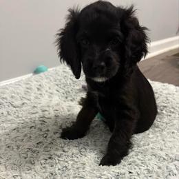 Female 2 - Black female Cockapoo puppy in Dahlonega, Georgia from Loveable Cockapoos