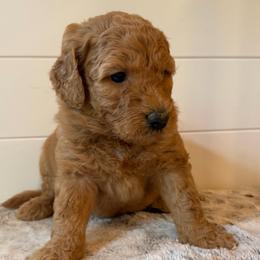 Purple Collar Girl - Red  female Goldendoodle puppy in San Augustine, Texas from Vintage Doodles