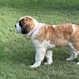 Saint Bernard Puppies from St Peter’s Gate Pups