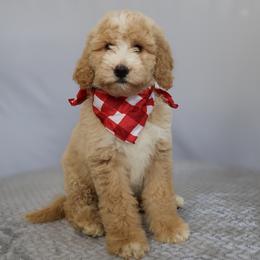Gus - Apricot male Goldendoodle puppy in Apopka, Florida from Rae Precious Puppies