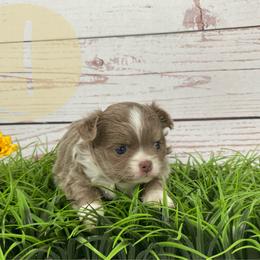 Mew - Blue brindled fawn female Chihuahua puppy in North Ridgeville, Ohio from Happy Pups