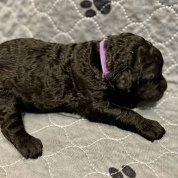 Girl 3 - Poodle puppy in Appleton, Wisconsin from Aspenwood Standard Poodles