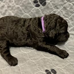 Girl 3 - Poodle puppy in Appleton, Wisconsin from Aspenwood Standard Poodles