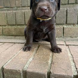 Labradoodle and Labrador Retriever Puppies from Moore than Dogs
