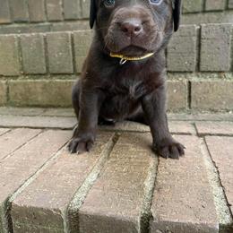 Labradoodle and Labrador Retriever Puppies from Moore than Dogs