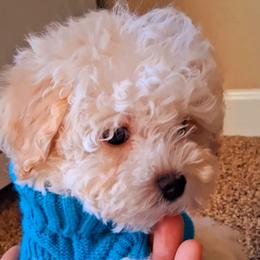 Maltipoo Puppies from Little Cupcakes and Little Pumpkins Maltipoos
