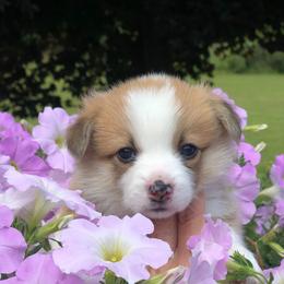 Pembroke Welsh Corgis from Braidwood Corgis