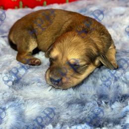 Nola - Cream female Dachshund puppy in Onalaska, Texas from Smokey Pines Dachshunds