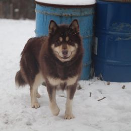 Clare - Alaskan Malamute
