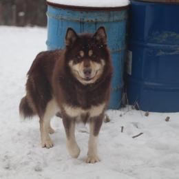 Clare - Alaskan Malamute