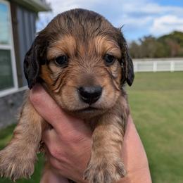 Joshua - Sable male Dachshund puppy in Arkansas from Heart of Doxie