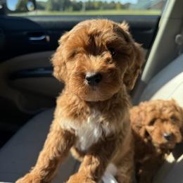 Trixie - Red  female Goldendoodle puppy in Mint Hill, North Carolina from DoodleForever