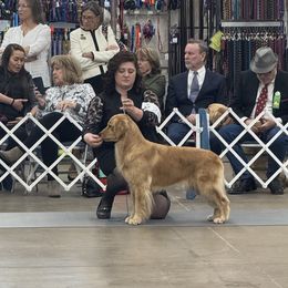 Golden Retriever All Grown Up from Lyons Golden Retrievers