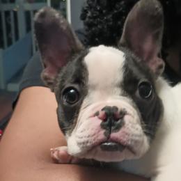 Boy 3 - Brindle and white French Bulldog puppy in Colorado from Imperial Frenchies of Colorado