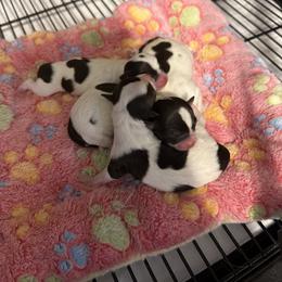 Girl 2 - female Chihuahua puppy in Madison, Virginia from KimberGlen Chihuahuas