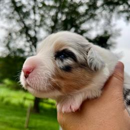 Kit - Blue merle and white female Cardigan Welsh Corgi puppy in Lebanon, Pennsylvania from Long Acre Farm