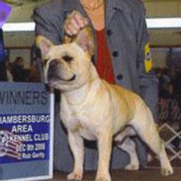 Doyle - French Bulldog