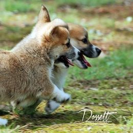 Dalarno Pembroke Welsh Corgis breeder of Cardigan Welsh Corgi